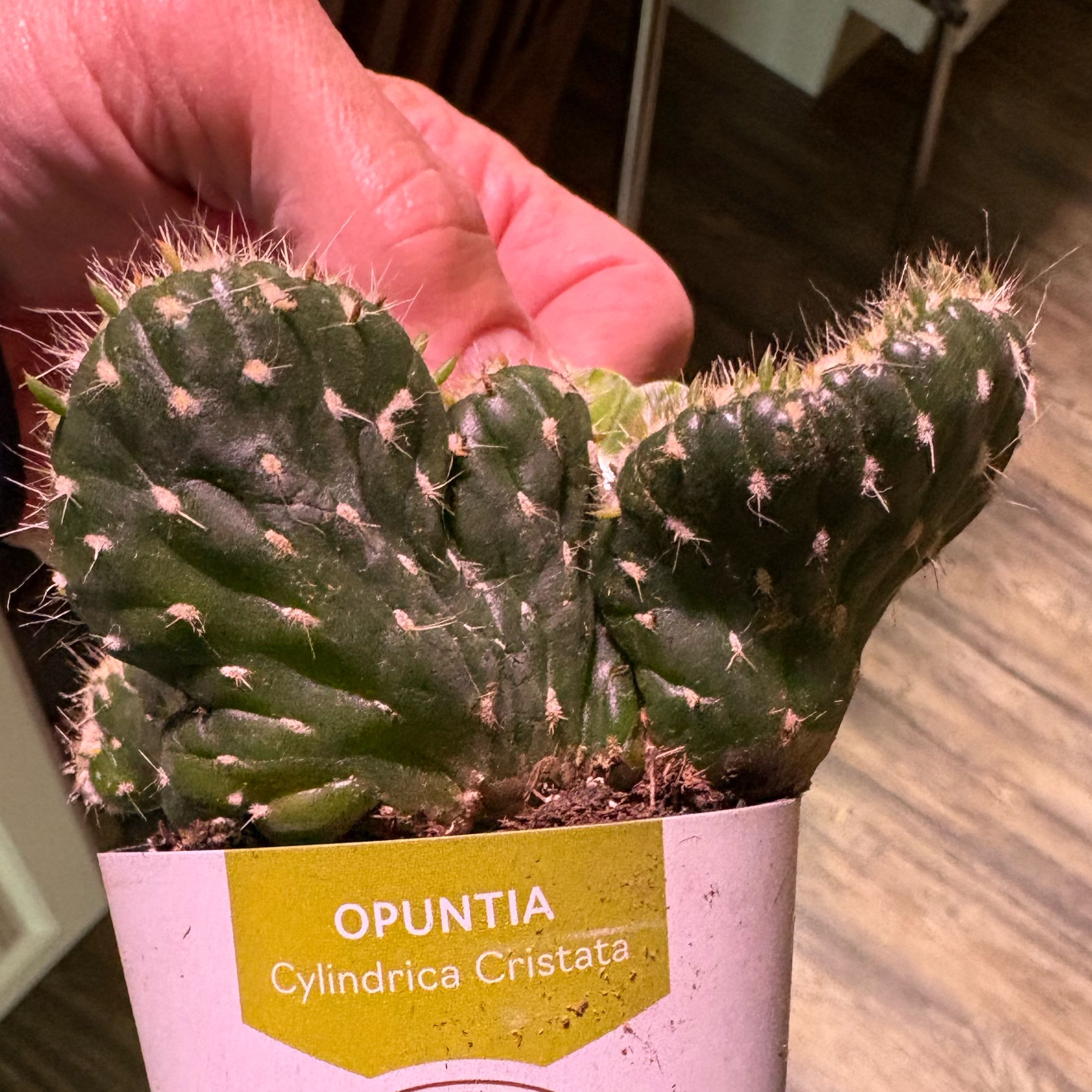 Photo of the plant species Opuntia cylindrica f. cristata by @BrownThumbMeg named Apollo on Greg, the plant care app