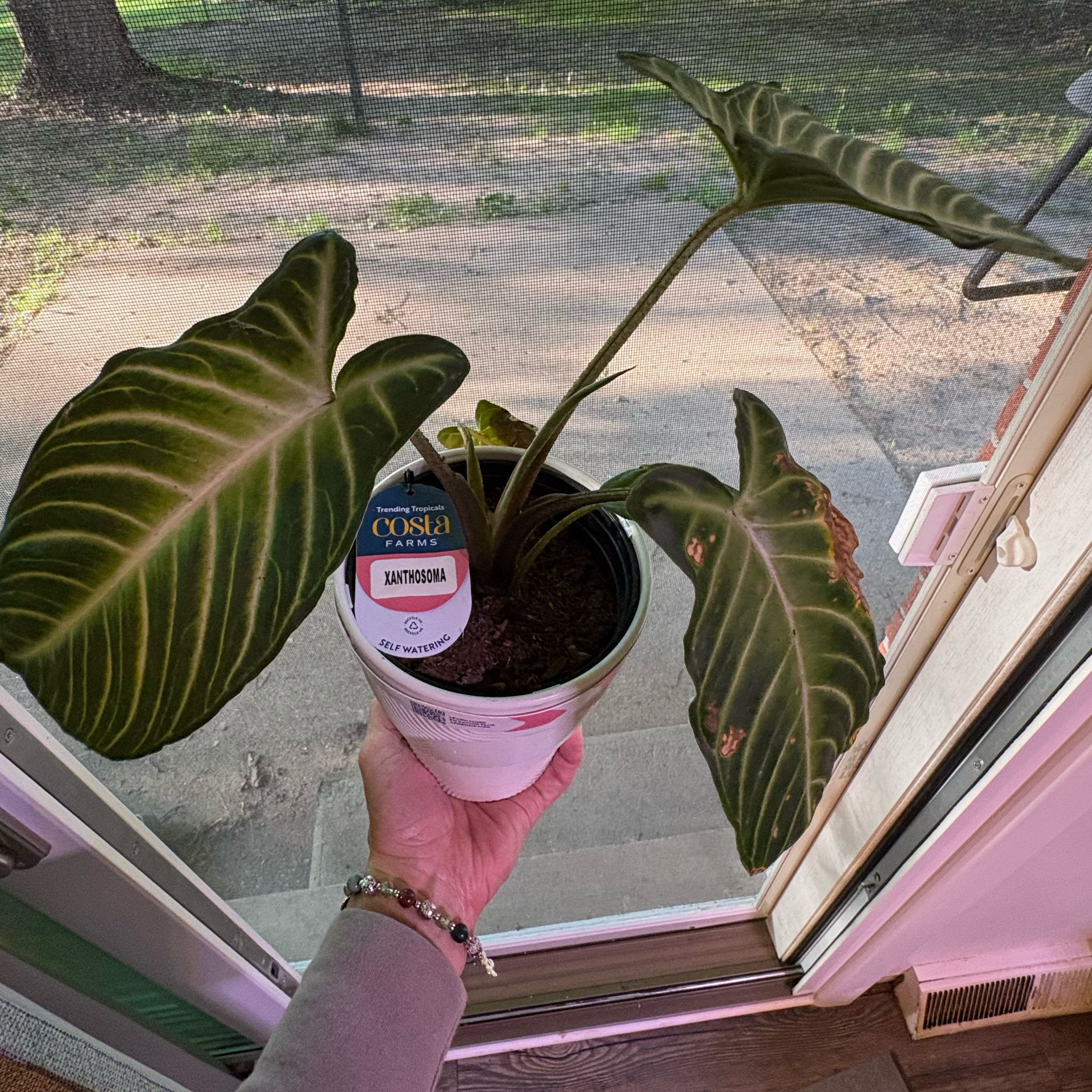 Photo of the plant species Xanthosoma by @BrownThumbMeg named Wall-E on Greg, the plant care app