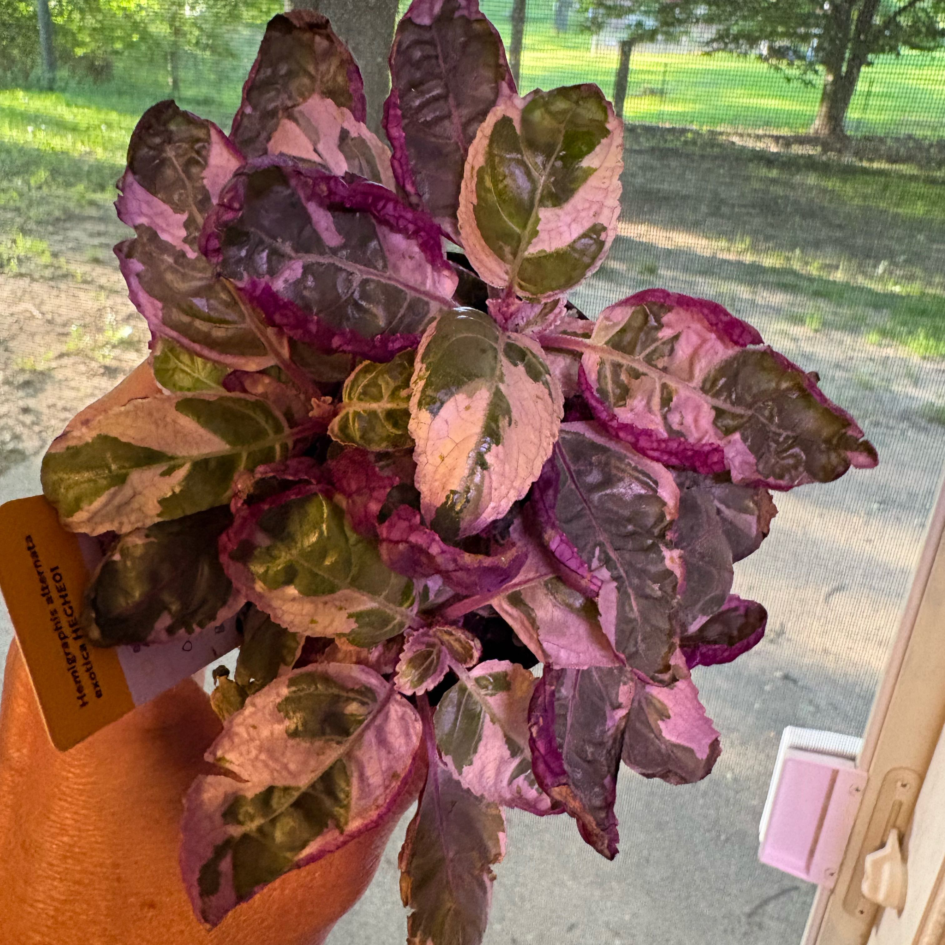 Photo of the plant species Snow White Waffle Plant by @BrownThumbMeg named Madonna on Greg, the plant care app