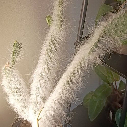 Photo of the plant species Snow White by @HotShyleaf26 named Rosa on Greg, the plant care app