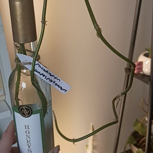 Photo of the plant species Philodendron camposportoanum by @HotShyleaf26 named Xena on Greg, the plant care app