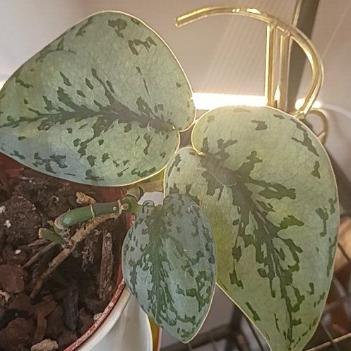 Photo of the plant species Scindapsus Silver Lady by @HotShyleaf26 named Sherlock on Greg, the plant care app