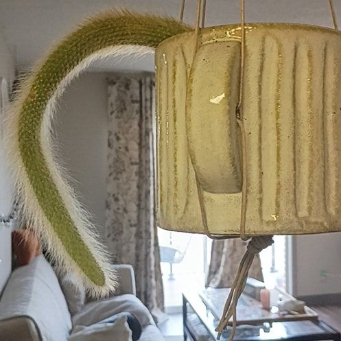 Photo of the plant species Monkey's Tail Cactus by @HotShyleaf26 named Tolkien on Greg, the plant care app