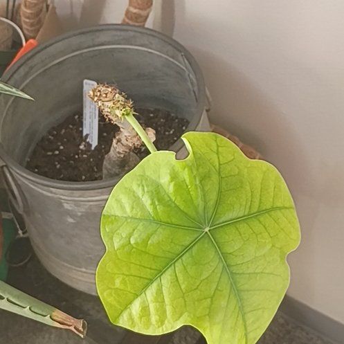 Photo of the plant species Buddha Belly Plant by @HotShyleaf26 named Curie on Greg, the plant care app