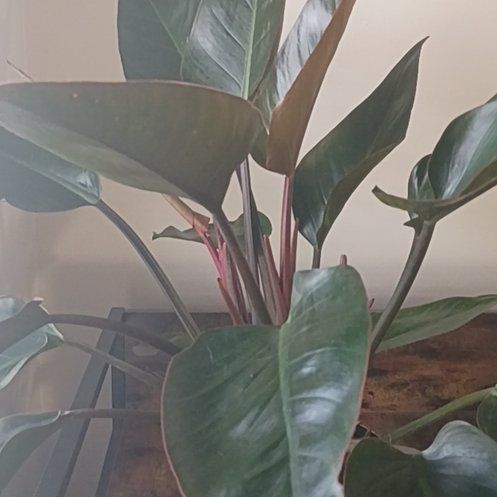Photo of the plant species Philodendron 'Black Cardinal' by @HotShyleaf26 named Ulysses S Plant on Greg, the plant care app
