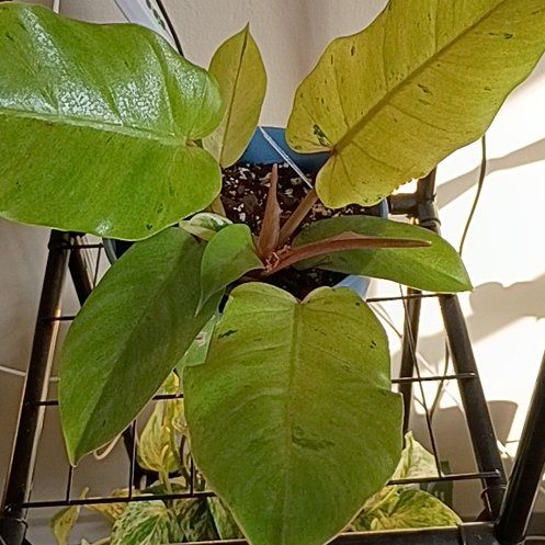 Photo of the plant species Philodendron 'Snow Drift' by @HotShyleaf26 named Einstein on Greg, the plant care app