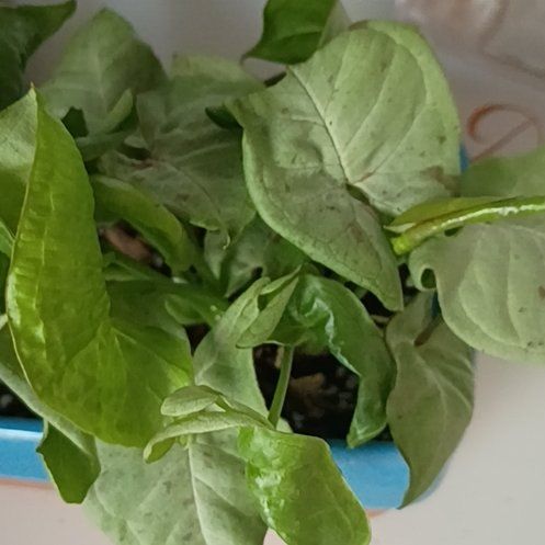 Photo of the plant species Milk Confetti by @HotShyleaf26 named Coco on Greg, the plant care app
