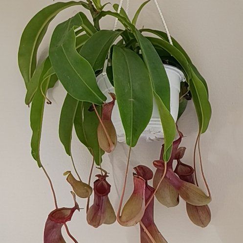 Photo of the plant species monkey cup by @HotShyleaf26 named Taylor Swift on Greg, the plant care app