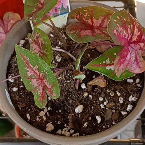Photo of the plant species Caladium 'Angel Wings' by @HotShyleaf26 named Denali on Greg, the plant care app