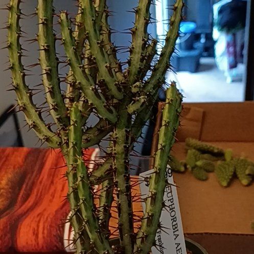 Photo of the plant species Miniature Saguaro by @HotShyleaf26 named Leonardo on Greg, the plant care app