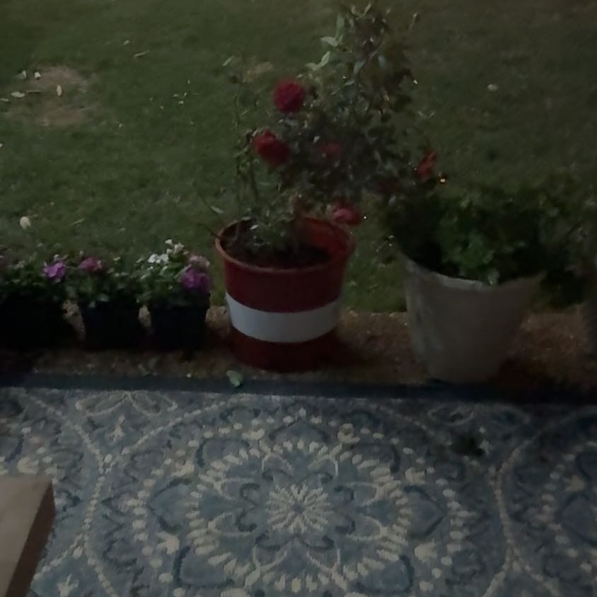 Photo of the plant species Irish Moss by @QuietCorkelm4 named Miley on Greg, the plant care app
