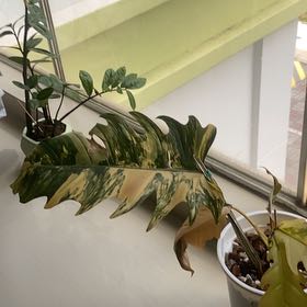 Photo of the plant species Caramel Marble Philodendron by @PromptSkunkbush named Sanders on Greg, the plant care app
