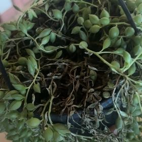 Photo of the plant species String of Teardrops by @ZealouslyOkra named Messi on Greg, the plant care app