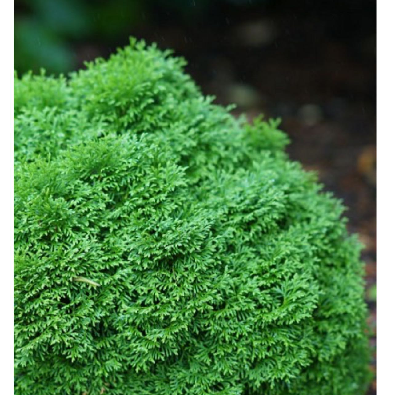 Photo of the plant species Tater Tot Arborvitae by @StockyBlueoak91 named Tot on Greg, the plant care app