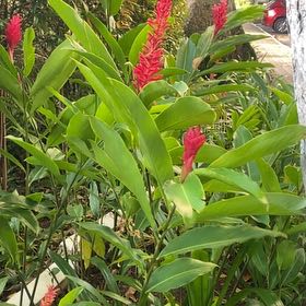 Photo of the plant species Red Ginger by @SpicyFord7 named Robert Plant on Greg, the plant care app