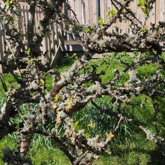 Photo of the plant species Copal by @WelefulFuscia88 named Sonora on Greg, the plant care app