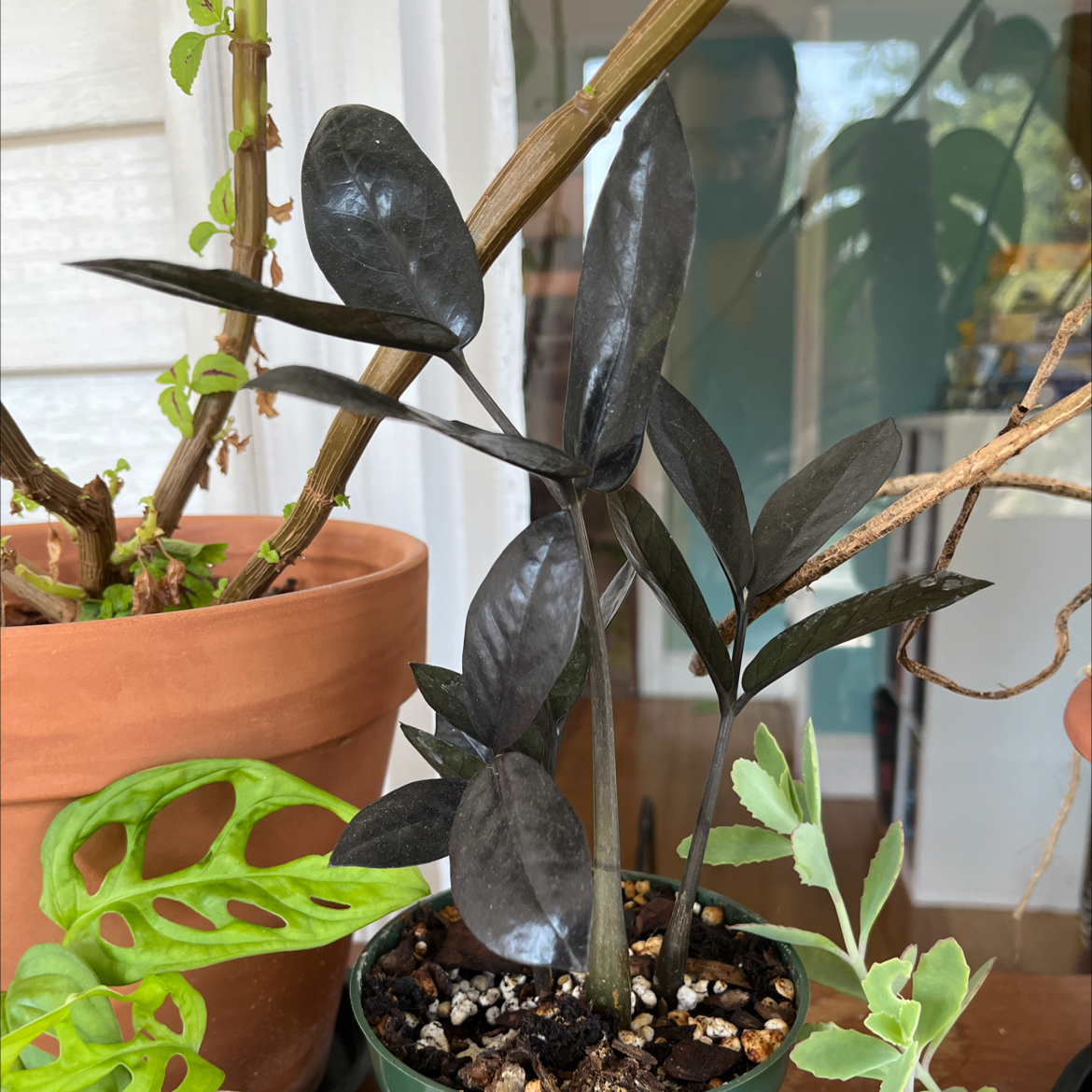 Zamioculcas Zamiifolia plant photo by @jaydmurr named Debra on Greg, the plant care app.