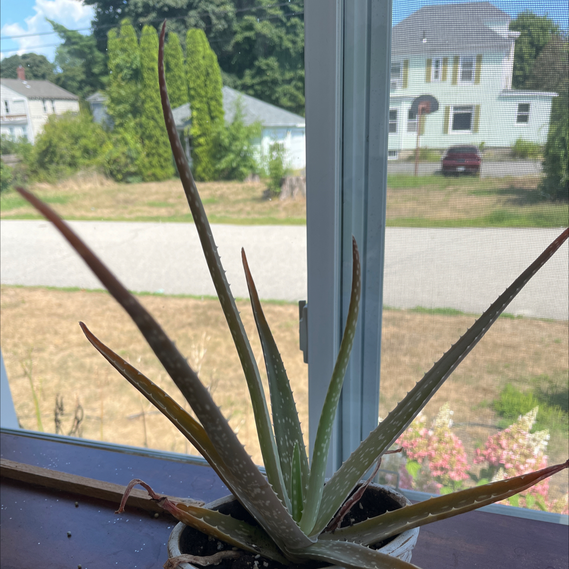 Aloe vera plant photo by @jaydmurr named Bernie on Greg, the plant care app.