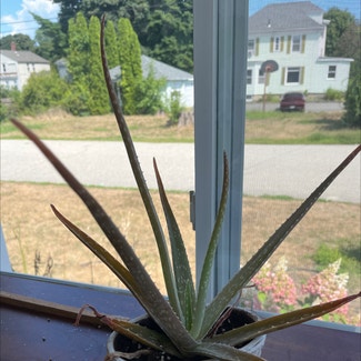 Aloe Vera plant in South Portland, Maine