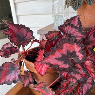 Rex Begonia plant in South Portland, Maine