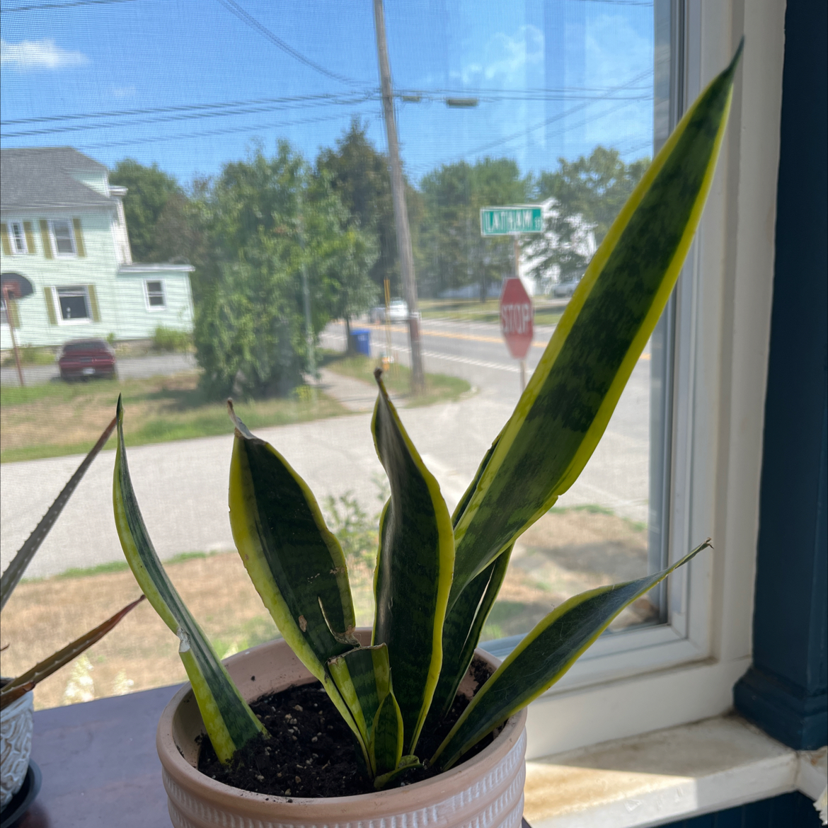 Snake Plant plant photo by @jaydmurr named Algernon on Greg, the plant care app.