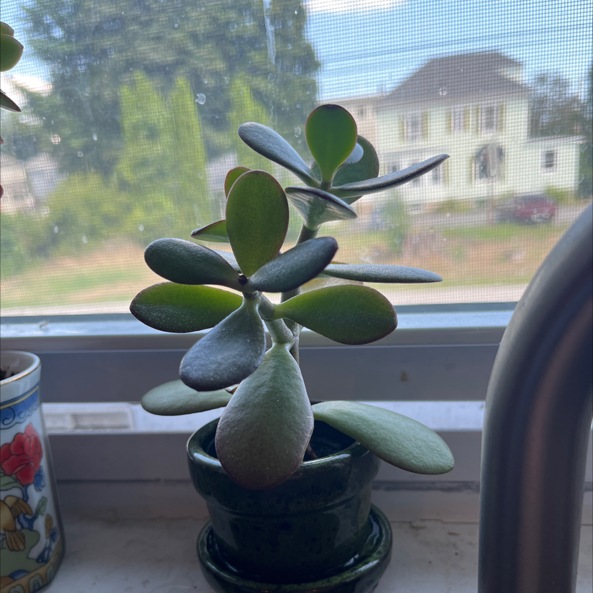 Lucky Plant plant photo by @jaydmurr named Bear on Greg, the plant care app.