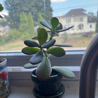 Jade plant in South Portland, Maine