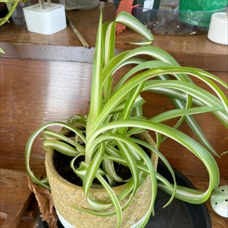 Spider Plant plant in South Portland, Maine