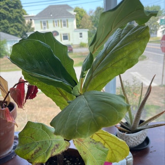 Fiddle Leaf Fig plant in South Portland, Maine