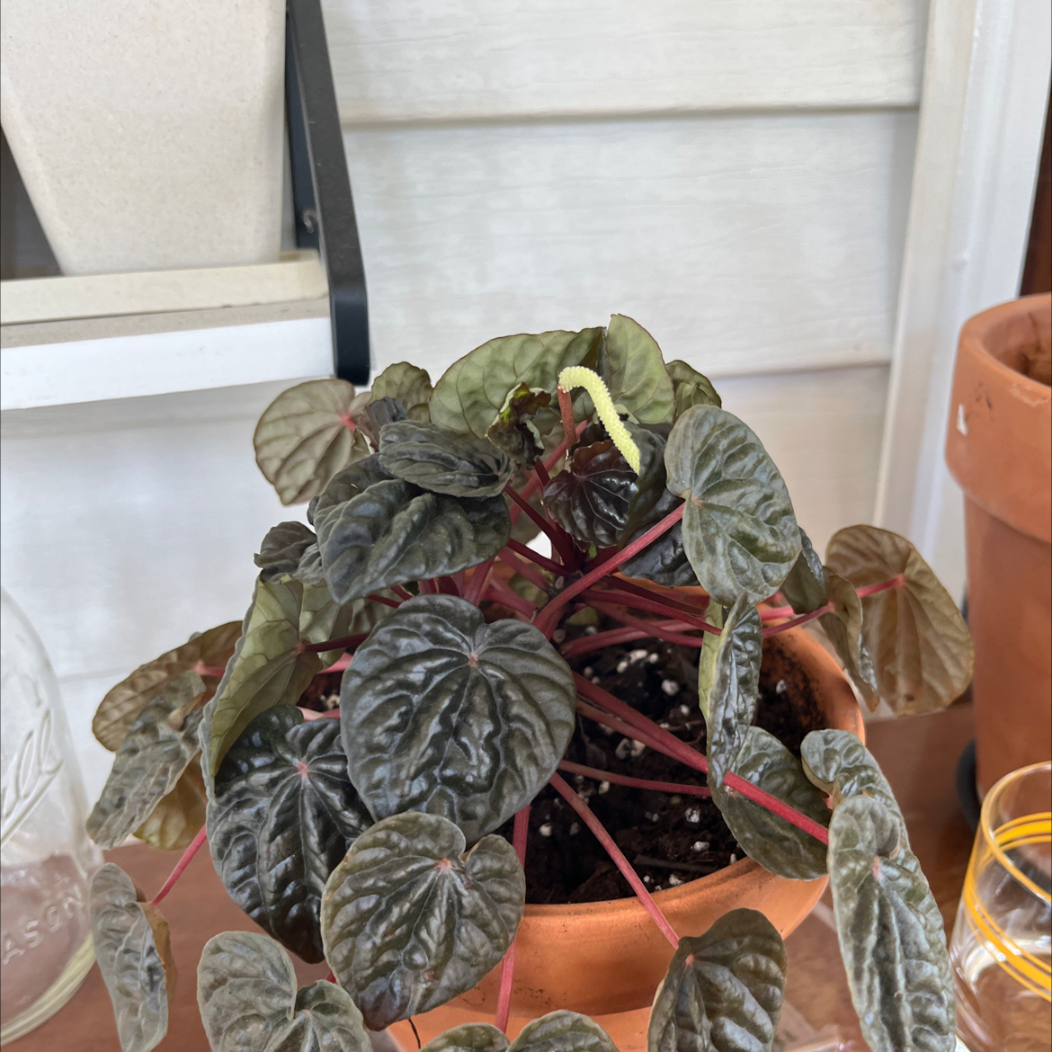 Emerald Ripple Peperomia plant photo by @jaydmurr named Dorothy on Greg, the plant care app.