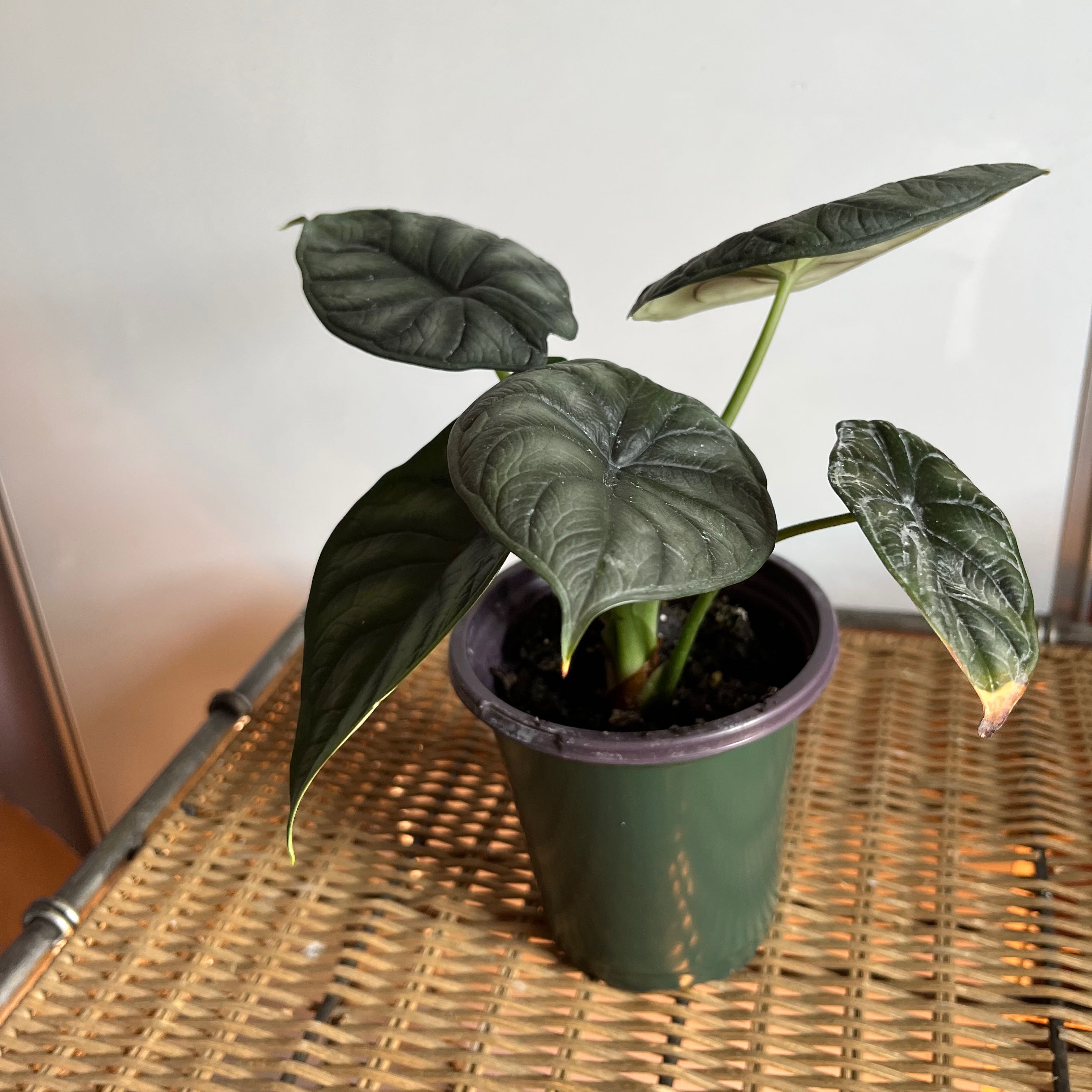 Potted Alocasia 'Dragon Scale' plant with healthy, dark green leaves on a wicker surface.