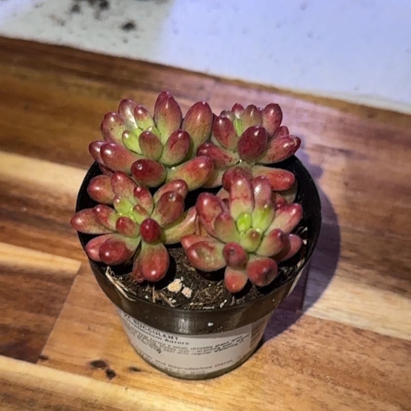 Photo of the plant species Sedum rubrotinctum 'Aurora' by @FullGrass27 named Dolores on Greg, the plant care app