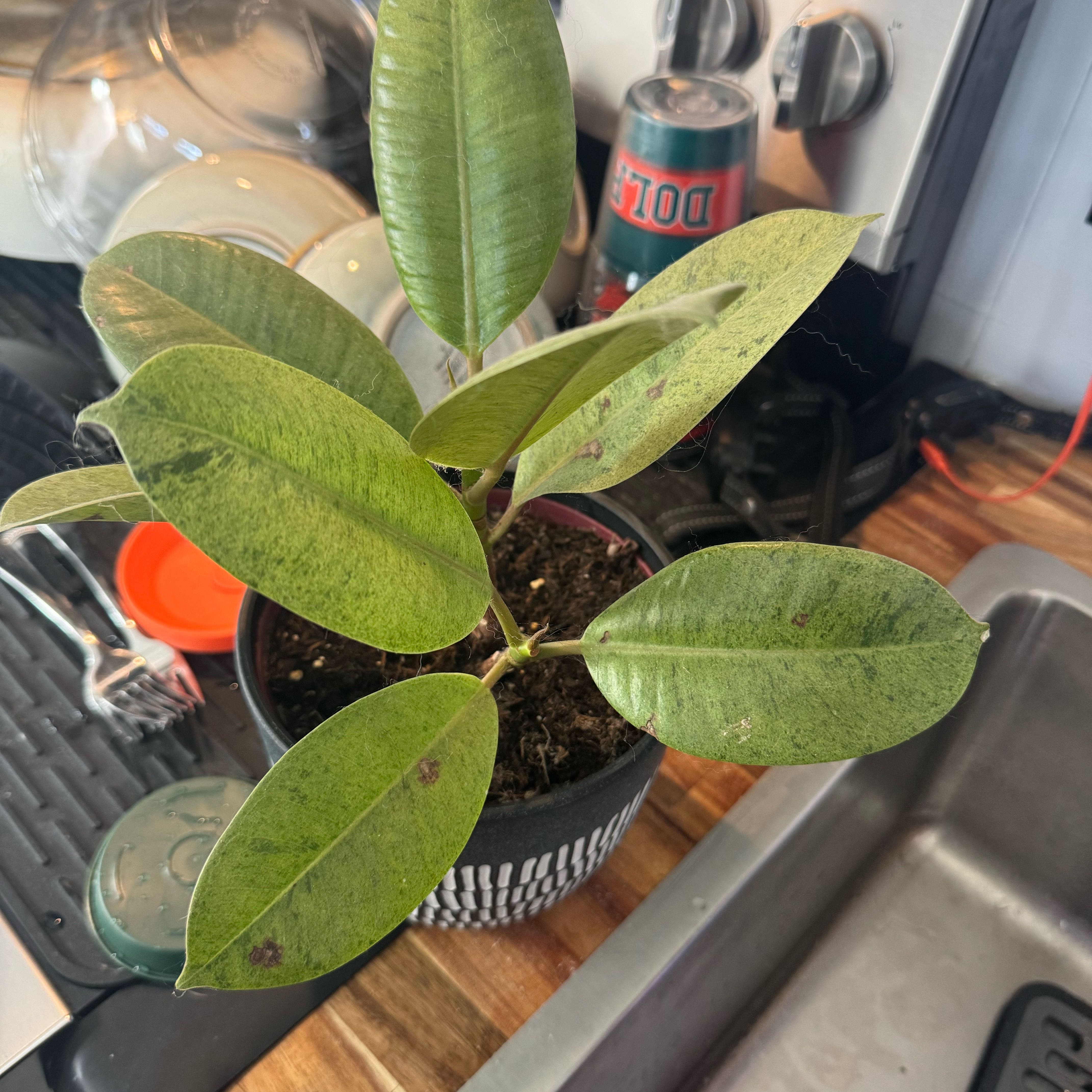 Photo of the plant species Ficus Moonshine by @FullGrass27 named Popcorn Sutton on Greg, the plant care app