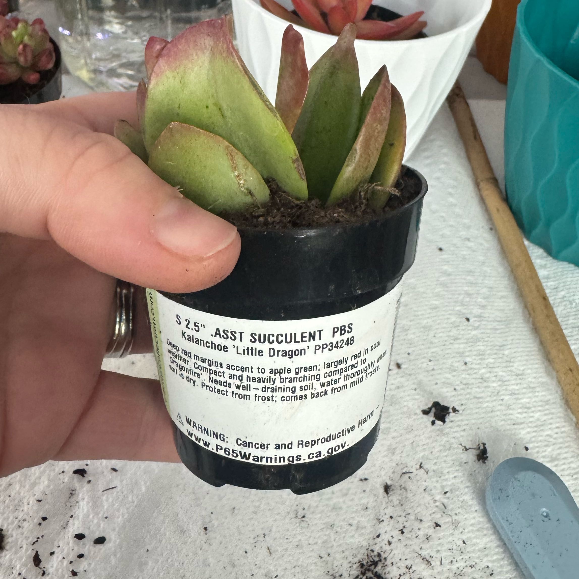 Photo of the plant species Kalanchoe 'Little Dragon' by @FullGrass27 named Balerion on Greg, the plant care app