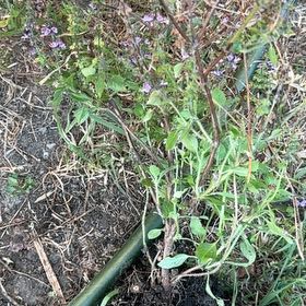 Photo of the plant species Texas Vervain by @NimbleFeijoa48 named Mollie on Greg, the plant care app