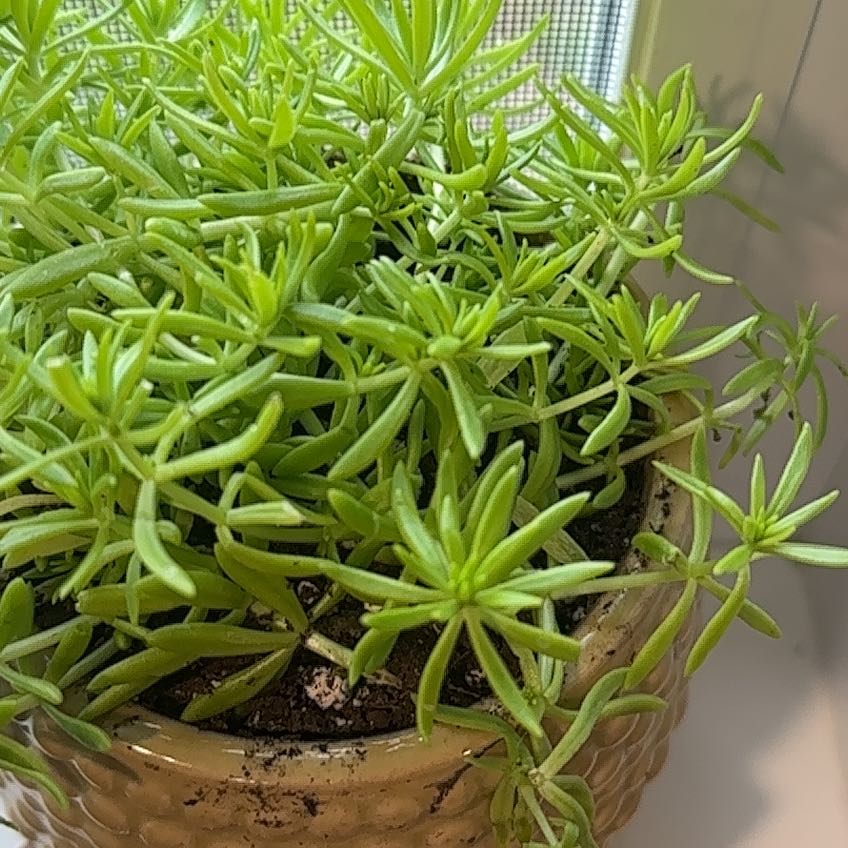 Photo of the plant species Lemon Ball Sedum by @StephAsbury named Foxxy on Greg, the plant care app