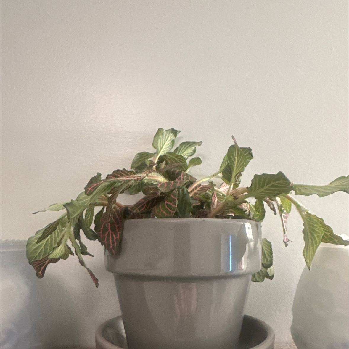 Photo of the plant species Pink Angel by @StephAsbury named Captain Plant-it on Greg, the plant care app