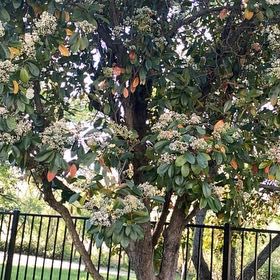 Photo of the plant species Taiwanese Photinia by @YesSeaspurge61 named Foxxy on Greg, the plant care app
