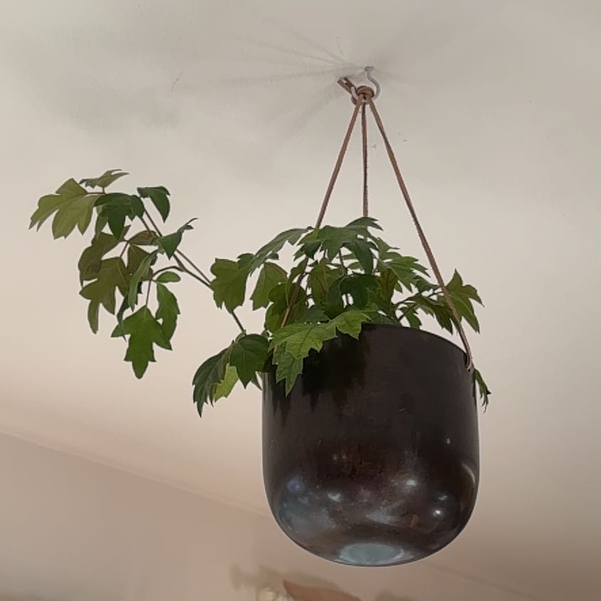 Photo of the plant species Oak Leaf Ivy by @WizardKahikatea named Winston on Greg, the plant care app