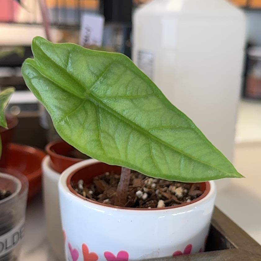 Photo of the plant species Dragon's Breath by @WizardKahikatea named Khaleesi on Greg, the plant care app