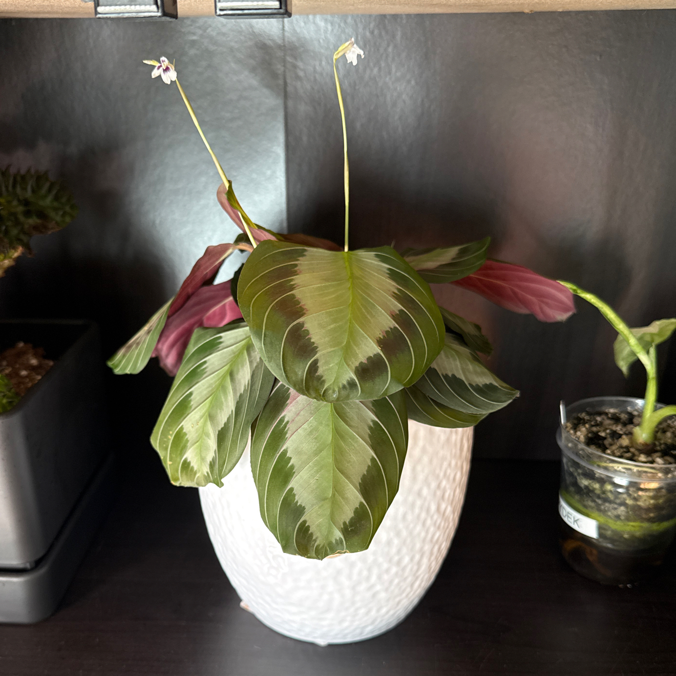 Photo of the plant species Maranta by @WizardKahikatea named Maranta Leuconeura Fascinator Tricolour on Greg, the plant care app