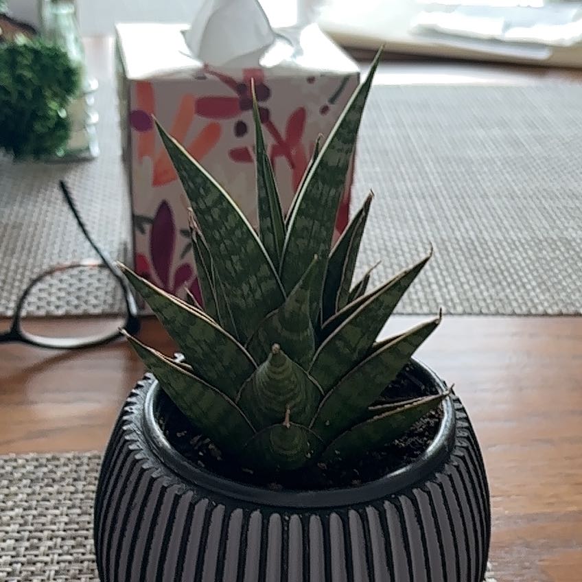 Photo of the plant species Tower Thai by @FamousMira18 named Sonora on Greg, the plant care app