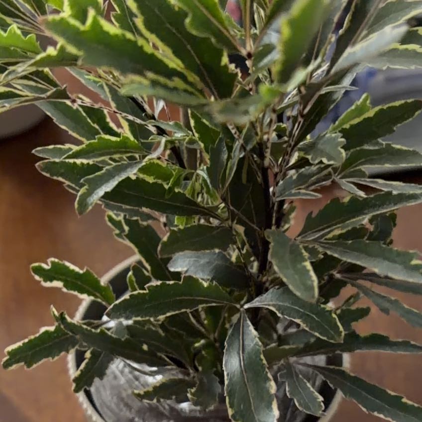 Photo of the plant species gold crest false aralia by @SlinkyChaya3 named Planty on Greg, the plant care app
