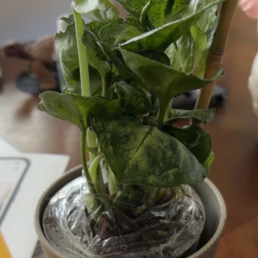 Photo of the plant species Pink Allusion by @SlinkyChaya3 named Navajo on Greg, the plant care app