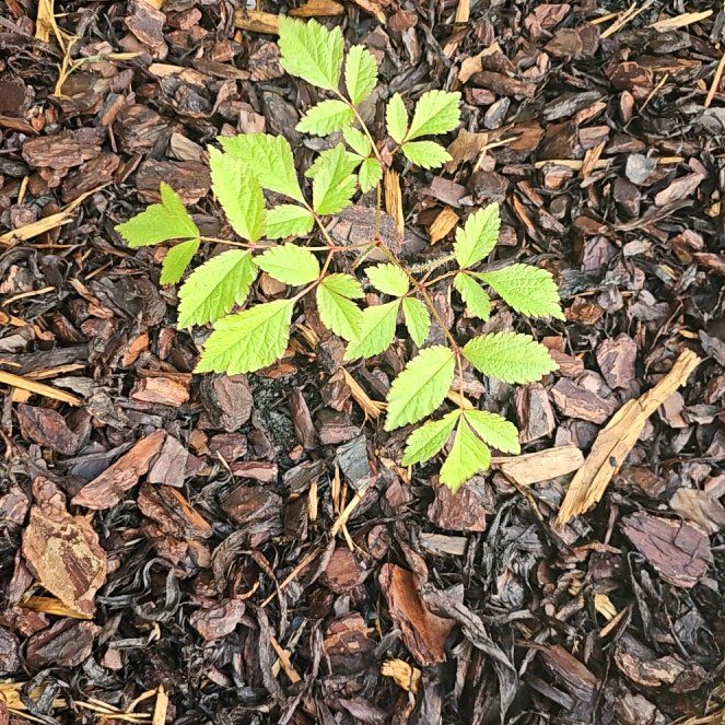 Photo of the plant species Astilbe 'Amethyst' by @LordJitterbug1 named Spike Leaves on Greg, the plant care app