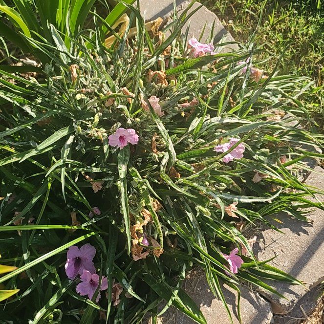 Photo of the plant species Mexican Bluebell by @LordJitterbug1 named Zeus on Greg, the plant care app