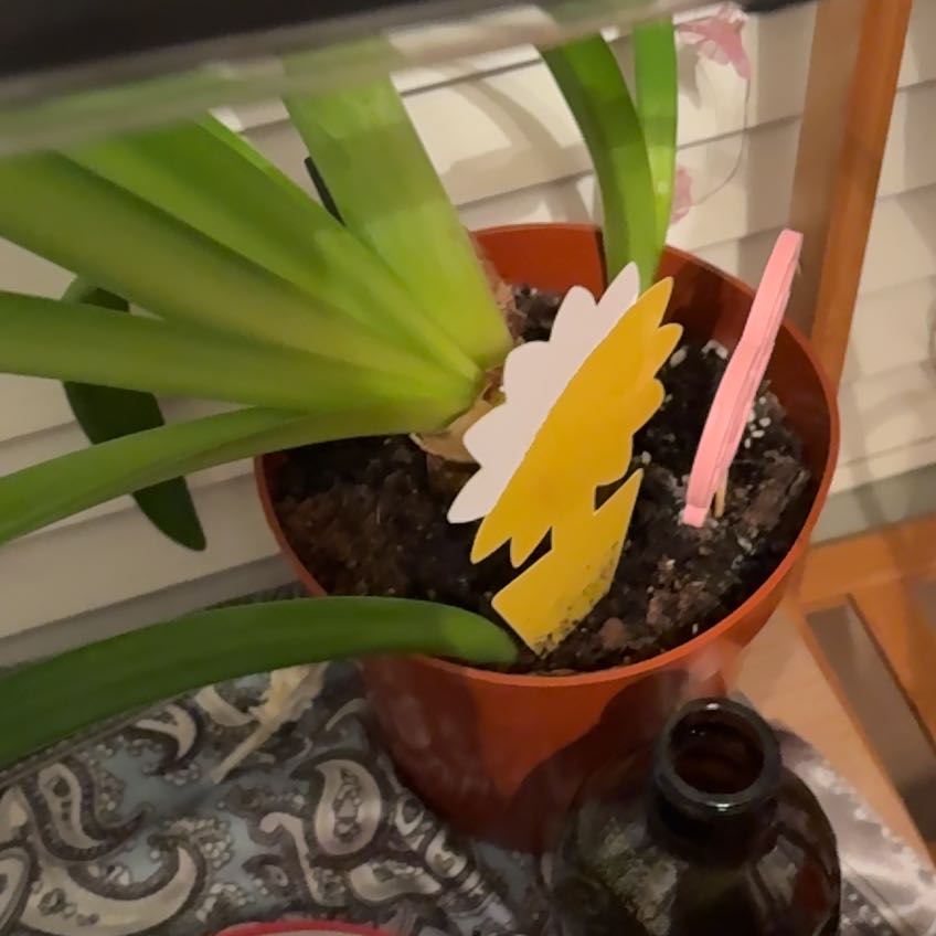 Photo of the plant species Amaryllis by @GoddessSuncup50 named Khalessi on Greg, the plant care app