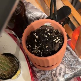 Photo of the plant species Redwood by @GoddessSuncup50 named Merlin on Greg, the plant care app