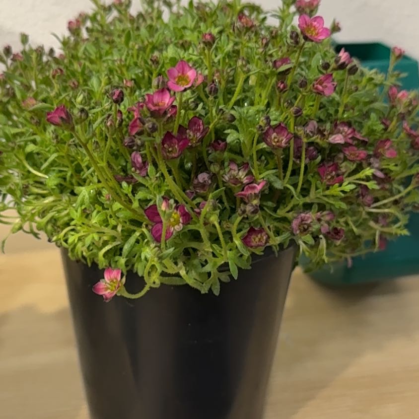 Photo of the plant species Mossy Saxifrage by @CordialHoya0 named Mossy Rockfoil on Greg, the plant care app