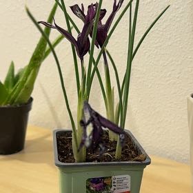 Photo of the plant species Dark Purple Iris by @CordialHoya0 named Willow on Greg, the plant care app